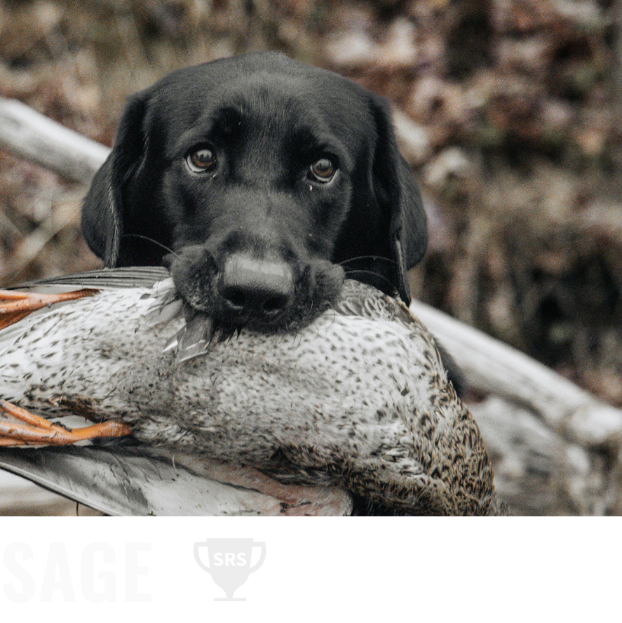 Sage 1 1